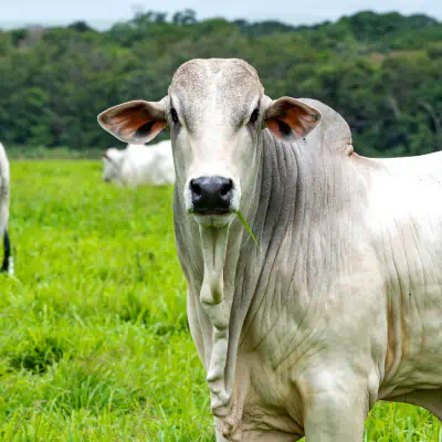 Cabeça de bovino branco olhando para a câmera em pastagem verde, representando bem-estar animal