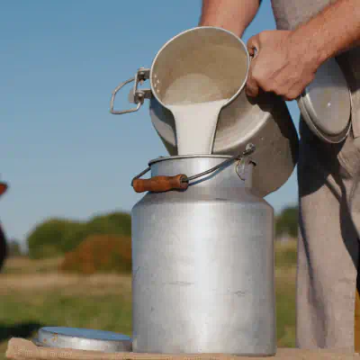 Mãos vertendo leite ordenhado em recipiente de metal, simbolizando produção de laticínios certificada