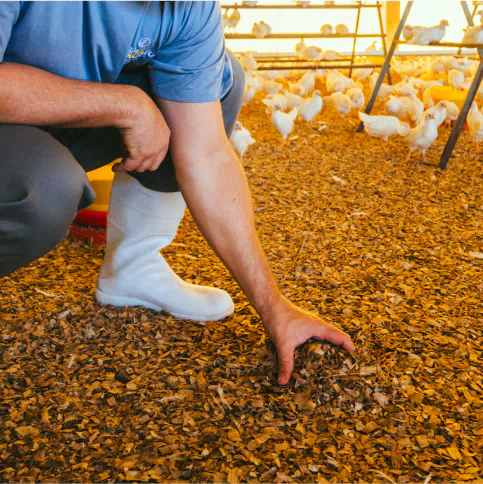 Auditor realizando inspeção de qualidade ambiental em aviário durante certificação