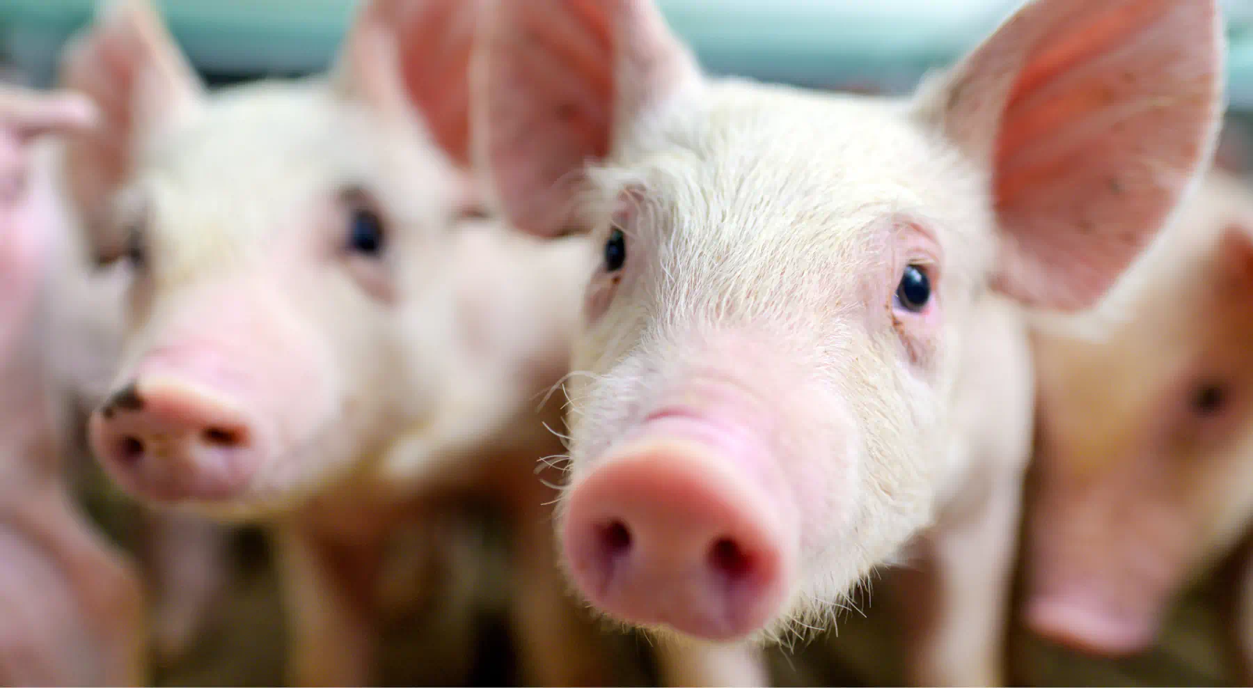 Suínos em ambiente de criação, destacando saúde e bem-estar animal