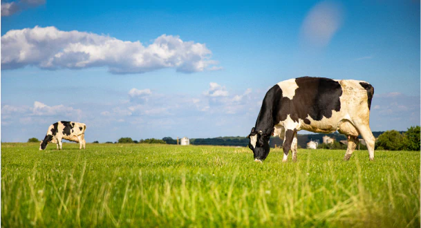 Bovinos preto e branco pastando em campo verde sob céu azul claro