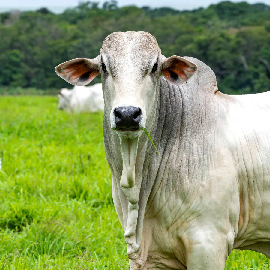 Bovino branco olhando para a câmera em pastagem verde, representando bem-estar animal