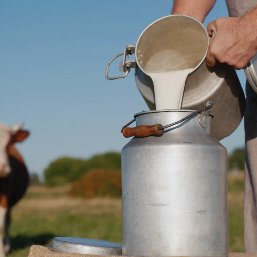 Mãos vertendo leite ordenhado em recipiente de metal, simbolizando produção de laticínios certificada