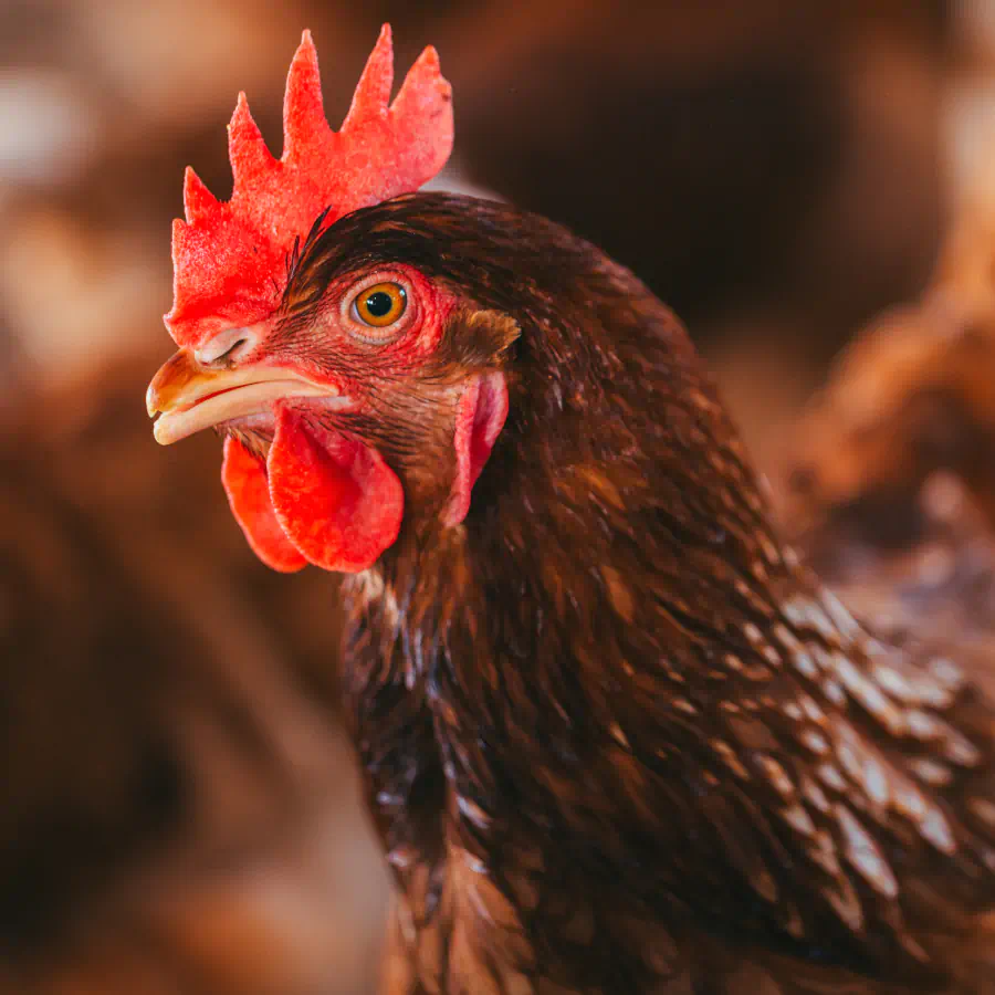 Galinha poedeira marrom-avermelhada com crista e barbelas destacadas, representando bem-estar animal certificado