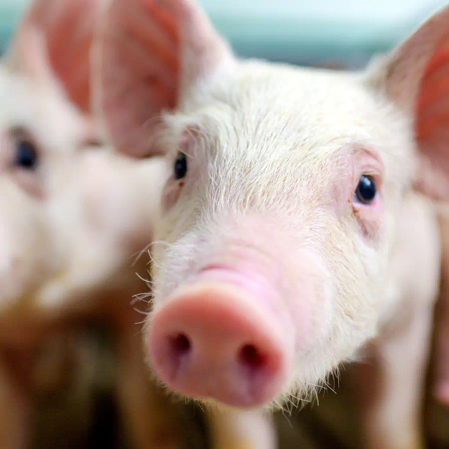 Suínos em ambiente de criação, destacando saúde e bem-estar animal