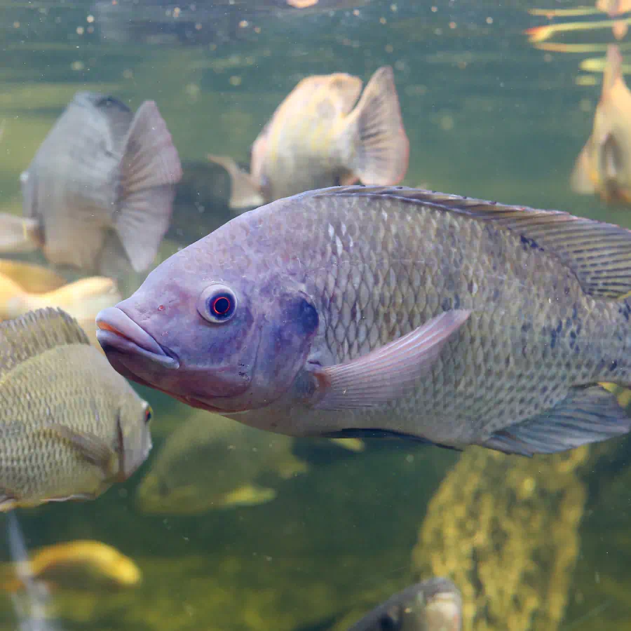 Tilápia em ambiente de piscicultura, representando produção aquícola certificada Produtor do Bem