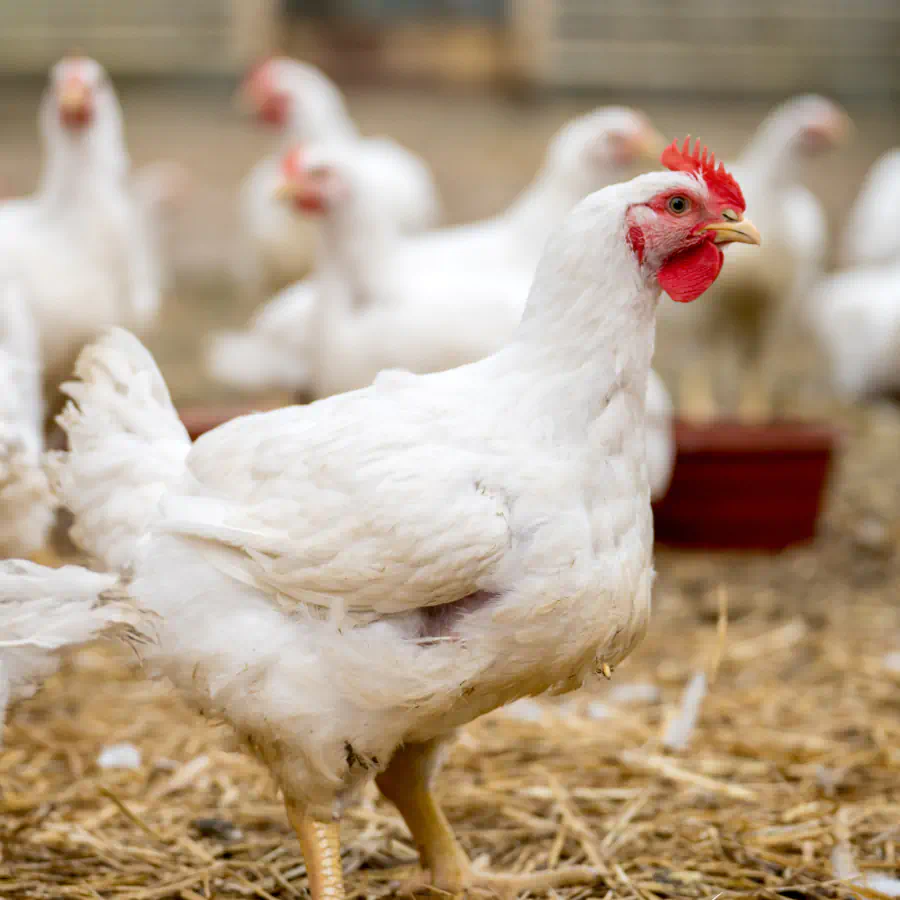 Frangos brancos em aviário, demonstrando padrões de bem-estar animal Produtor do Bem