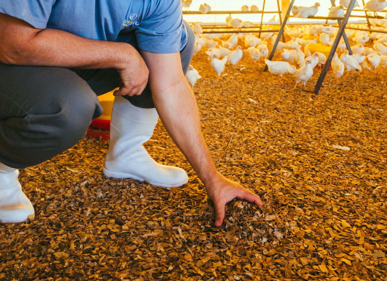 Auditor realizando inspeção de qualidade ambiental em aviário durante certificação