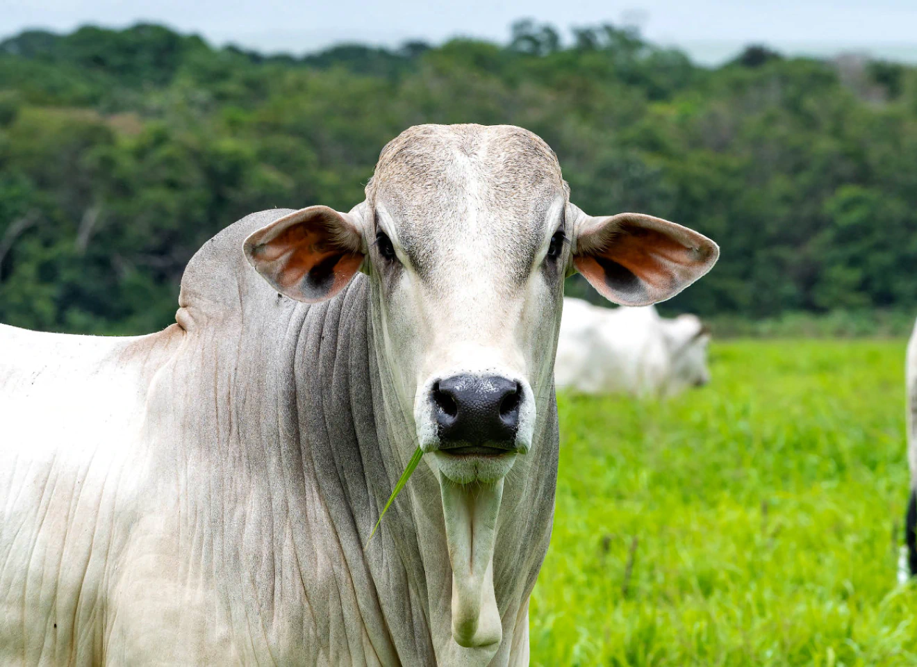 Bovino branco olhando para a câmera em pastagem verde, representando bem-estar animal