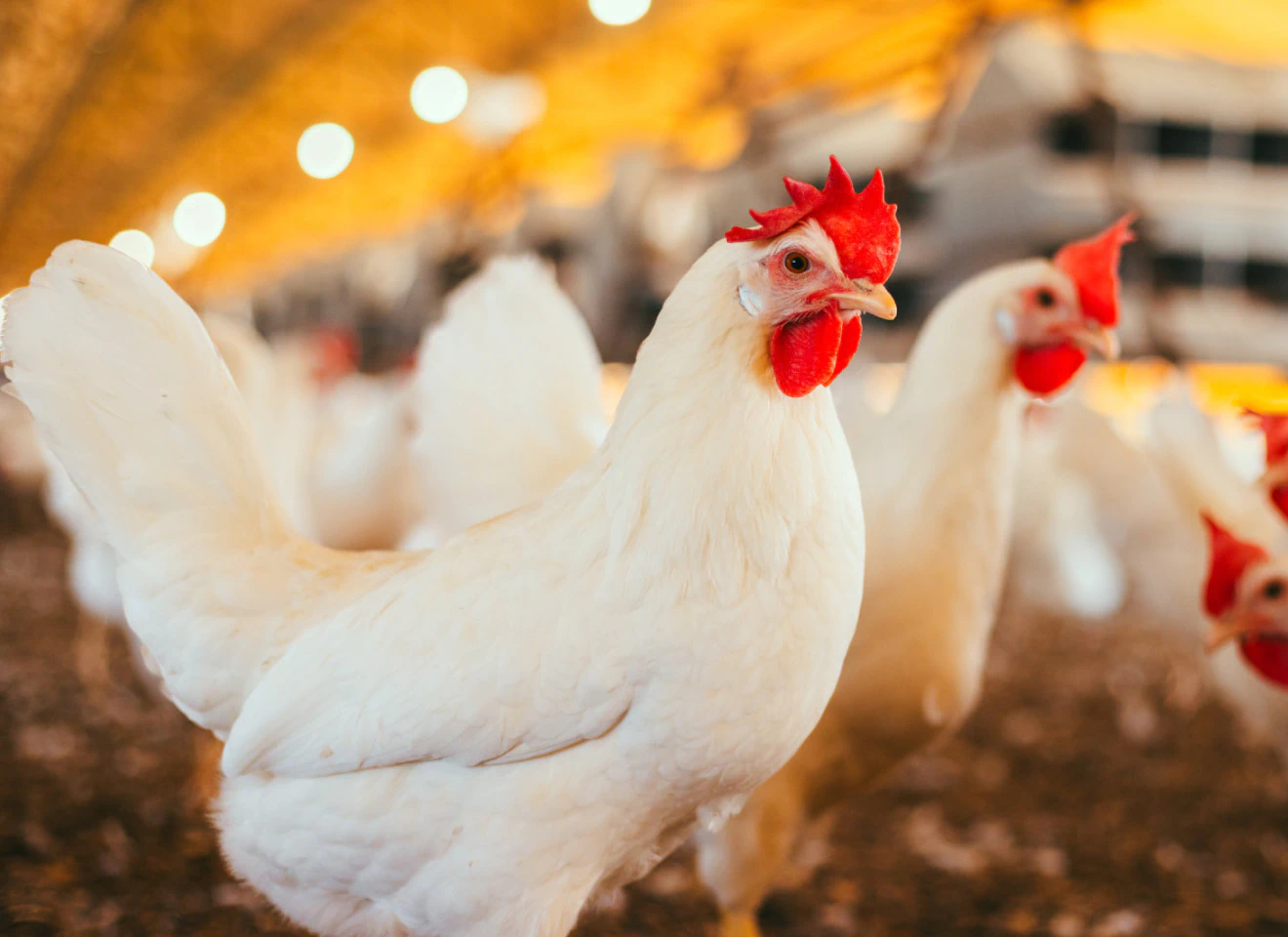 Frangos brancos em aviário bem iluminado, demonstrando padrões de bem-estar animal Produtor do Bem