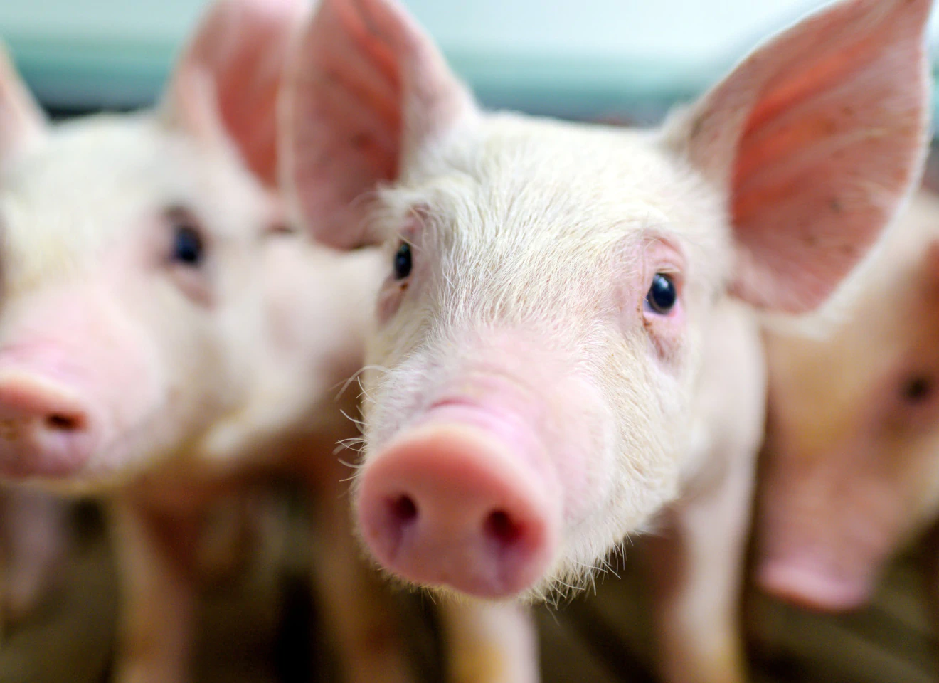 Suínos em ambiente de criação, destacando saúde e bem-estar animal