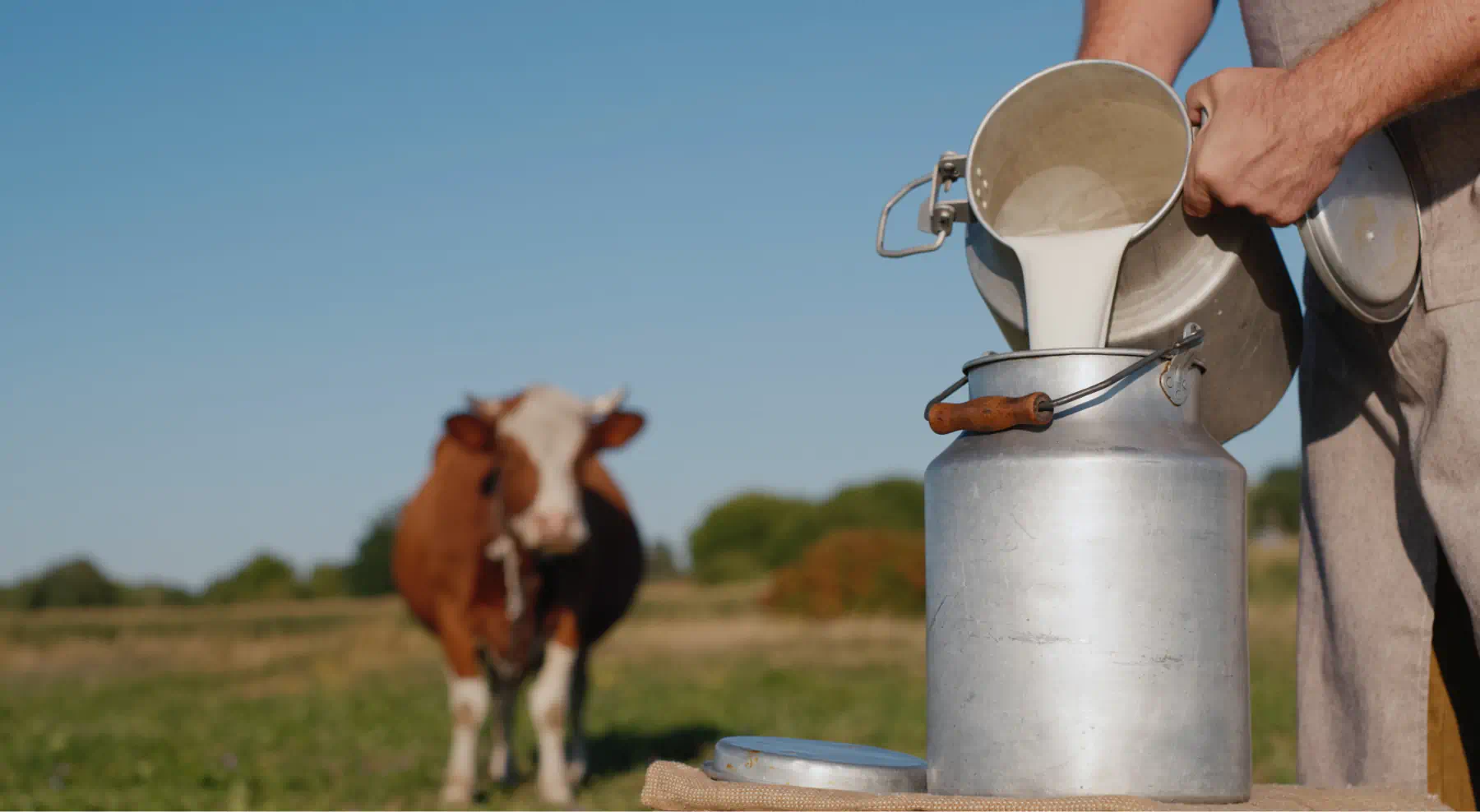 Homem despejando leite fresco em latão metálico com vaca ao fundo em pastagem.