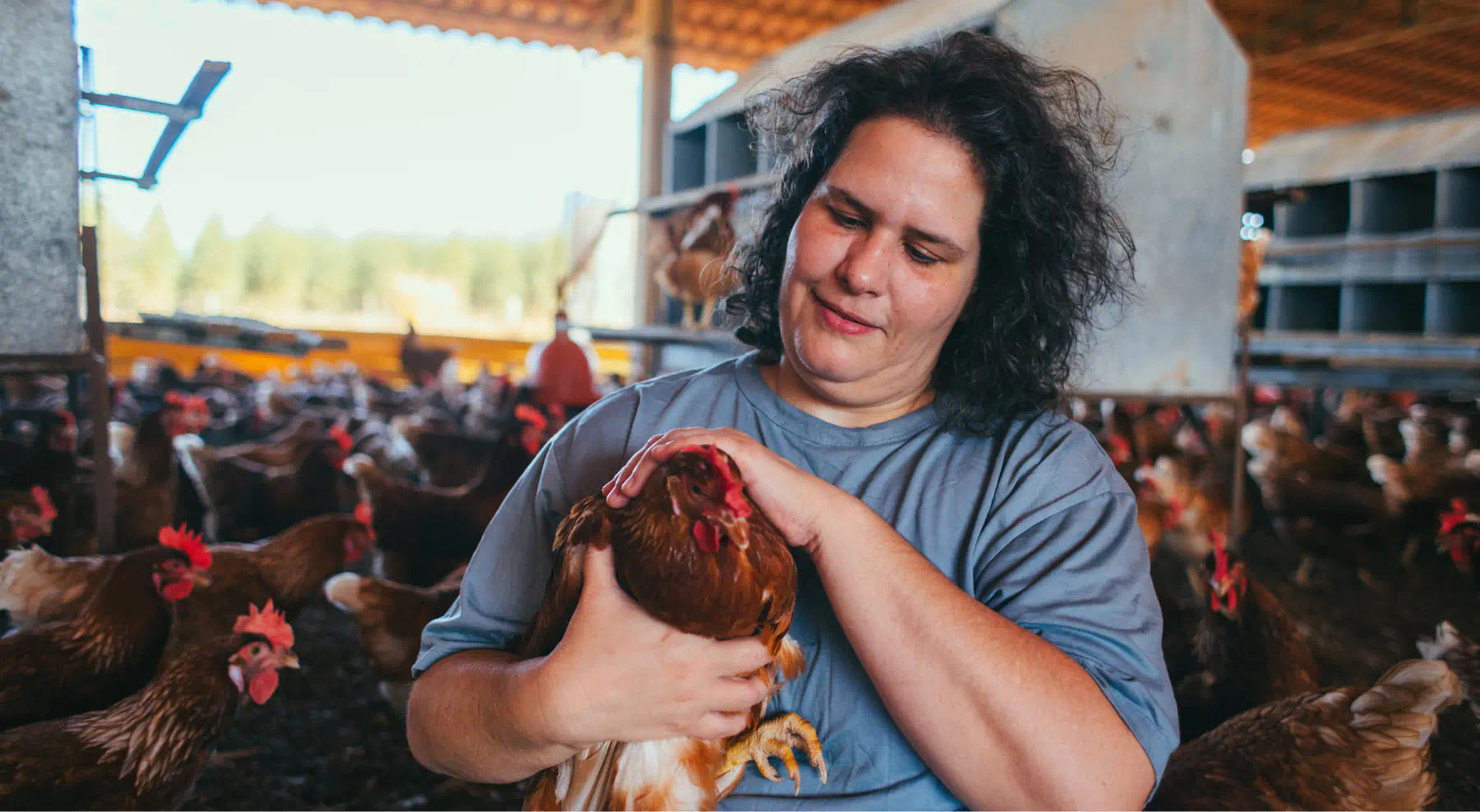 Produtor segurando uma galinha em sua mão, em instalação de criação bem iluminada